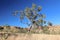 Gum Trees at Bell Gorge on the Gibb  River Western Australia