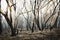 Gum trees burnt by bushfire in The Blue Mountains in Australia