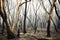 Gum trees burnt by bushfire in The Blue Mountains in Australia