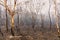 Gum trees burnt by bushfire in The Blue Mountains in Australia