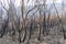 Gum trees burnt by bushfires in The Blue Mountains