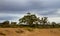 Gum trees on the dry banks of the Finke River