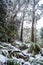 Gum trees and ferns covered in snow.