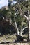 Gum trees, Ikara-Flinders` Ranges National Park, SA, Australia