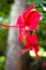 Gumamela flower