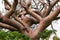 Gumbo Limbo / Coperwood Tree