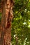 The gumbo-limbo tree is a medicinal plant