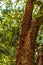 The gumbo-limbo tree is a medicinal plant