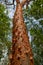 Gumbo-limbo tree with peeling bark