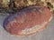 Gumboot chiton