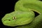 Gumprecht\'s green pitviper (Trimeresurus gumprechti )