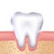 Gums and healthy tooth