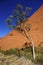 Gumtree in the outback