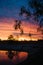 Gumtree sunset silhouette