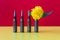 Gun cartridges on red yellow background close up. Yellowflower in case. War and peace concept, hope concept. Spain and Warsaw