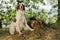 Gun dog near to trophies, horizontal, outdoors