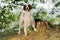 Gun dog near to trophies, horizontal, outdoors