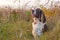 The gun dog runs in the wild grass autumn field. English springer spaniel Breeds