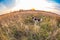 The gun dog runs in the wild grass autumn field. English springer spaniel Breeds