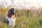 The gun dog sits in the wild grass autumn field. English springer spaniel Breeds