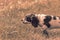 Gun dog. Spaniel puppy in typical hunting dog pose