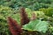 Gunnera insignis plant and inflorescence in Juan Castro Blanco National Park
