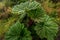 Gunnera insignis umbrella of the poor near the Irazu volcano, Costa Rica