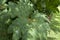 Gunnera leaves at Bourton House and gardens, Moreton-in-Marsh