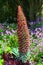 Gunnera manicata, known as Brazilian giant rhubarb