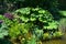 Gunnera manicata, known as Brazilian giant rhubarb