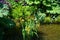 Gunnera manicata, known as Brazilian giant rhubarb