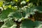 Gunnera manicata, known as Brazilian giant rhubarb plant