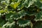 Gunnera manicata, known as Brazilian giant rhubarb plant