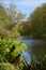 Gunnera plant by a riverbank.