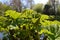 Gunnera plant by a riverbank.