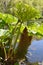 Gunnera plant by a riverbank.