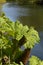 Gunnera plant by a riverbank.