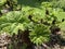 Gunnera tinctoria, giant rhubarb, Chilean rhubarb or Mammutblatt - Botanical Garden Zurich or Botanischer Garten Zuerich