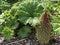 Gunnera tinctoria, giant rhubarb, Chilean rhubarb or Mammutblatt - Botanical Garden Zurich or Botanischer Garten Zuerich