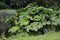 Gunnera tinctoria, known as giant rhubarb or Chilean rhubarb