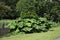 Gunnera tinctoria, known as giant rhubarb or Chilean rhubarb