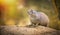 Gunnison`s Prairie Dog Cynomys gunnisoni, Zoo Praha