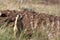 Gunnisonâ€™s Prairie Dog in northern New Mexico