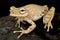 Gunther`s banded tree frog Boana fasciata