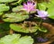 Gunthers Frog and Lotus flowers in Pond