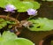 Gunthers Frog and Lotus flowers in Pond