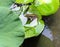 Gunthers Frog and Lotus flowers in Pond