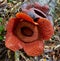 Gunung Gading National Park in Malaysia`s Sarawak Province is home to the Rafflesia, the world`s largest flower