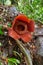 Gunung Gading National Park in Malaysia`s Sarawak Province is home to the Rafflesia, the world`s largest flower