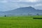 Gunung jaya or jaya mountain view art rice fields green nature villages